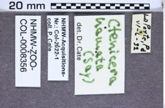 Etiketten zu Stropenron hamata (Say, 1834) (NHMW-ZOO-COL-0008356)